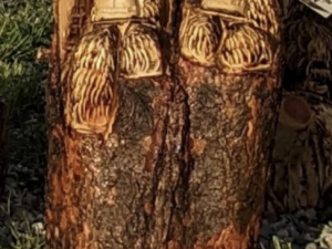 Carve-Me-A-Bear-04-25-25-82