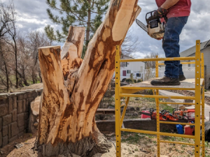 Carve-Me-A-Bear-04-25-25-33